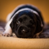 © all rights reserved - Photo by Lisanne Bakker