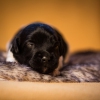 © all rights reserved - Photo by Lisanne Bakker