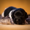 © all rights reserved - Photo by Lisanne Bakker