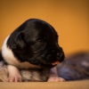© all rights reserved - Photo by Lisanne Bakker