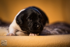 © all rights reserved - Photo by Lisanne Bakker