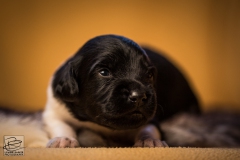 © all rights reserved - Photo by Lisanne Bakker