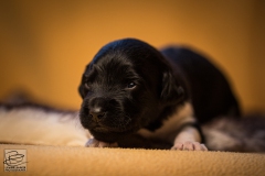 © all rights reserved - Photo by Lisanne Bakker
