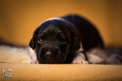 © all rights reserved - Photo by Lisanne Bakker