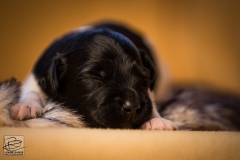 © all rights reserved - Photo by Lisanne Bakker