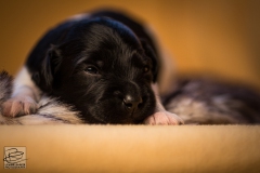 © all rights reserved - Photo by Lisanne Bakker