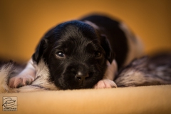 © all rights reserved - Photo by Lisanne Bakker