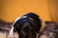 © all rights reserved - Photo by Lisanne Bakker