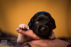 © all rights reserved - Photo by Lisanne Bakker