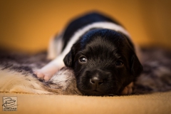 © all rights reserved - Photo by Lisanne Bakker