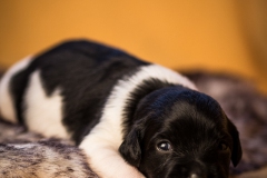 © all rights reserved - Photo by Lisanne Bakker