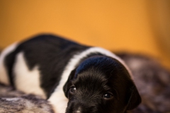 © all rights reserved - Photo by Lisanne Bakker