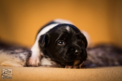 © all rights reserved - Photo by Lisanne Bakker