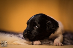 © all rights reserved - Photo by Lisanne Bakker