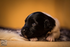 © all rights reserved - Photo by Lisanne Bakker