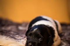 © all rights reserved - Photo by Lisanne Bakker