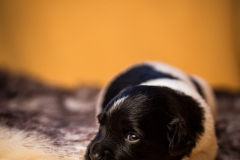 © all rights reserved - Photo by Lisanne Bakker