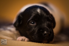 © all rights reserved - Photo by Lisanne Bakker