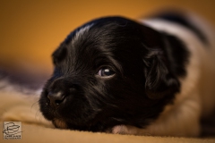 © all rights reserved - Photo by Lisanne Bakker