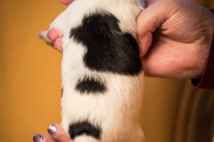 © all rights reserved - Photo by Lisanne Bakker