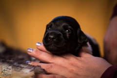 © all rights reserved - Photo by Lisanne Bakker