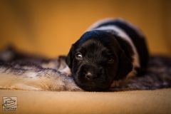 © all rights reserved - Photo by Lisanne Bakker