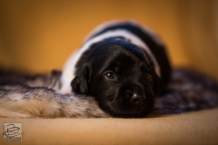 © all rights reserved - Photo by Lisanne Bakker