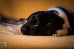 © all rights reserved - Photo by Lisanne Bakker