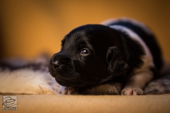 © all rights reserved - Photo by Lisanne Bakker