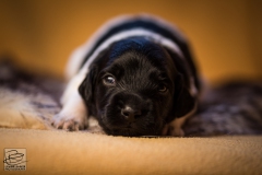 © all rights reserved - Photo by Lisanne Bakker