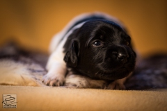 © all rights reserved - Photo by Lisanne Bakker