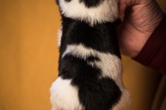 © all rights reserved - Photo by Lisanne Bakker