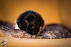 © all rights reserved - Photo by Lisanne Bakker