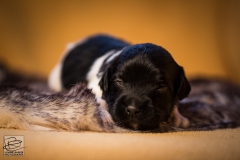 © all rights reserved - Photo by Lisanne Bakker