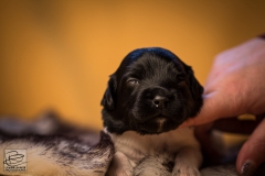 © all rights reserved - Photo by Lisanne Bakker