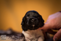 © all rights reserved - Photo by Lisanne Bakker