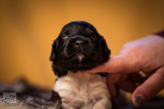 © all rights reserved - Photo by Lisanne Bakker