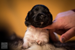 © all rights reserved - Photo by Lisanne Bakker