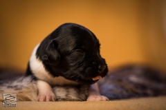 © all rights reserved - Photo by Lisanne Bakker