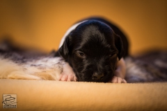 © all rights reserved - Photo by Lisanne Bakker