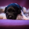 © all rights reserved - Photo by Lisanne Bakker