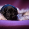 © all rights reserved - Photo by Lisanne Bakker