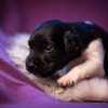 © all rights reserved - Photo by Lisanne Bakker
