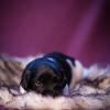 © all rights reserved - Photo by Lisanne Bakker