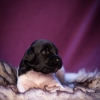 © all rights reserved - Photo by Lisanne Bakker