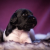 © all rights reserved - Photo by Lisanne Bakker