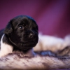 © all rights reserved - Photo by Lisanne Bakker