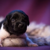 © all rights reserved - Photo by Lisanne Bakker