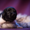 © all rights reserved - Photo by Lisanne Bakker