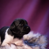 © all rights reserved - Photo by Lisanne Bakker